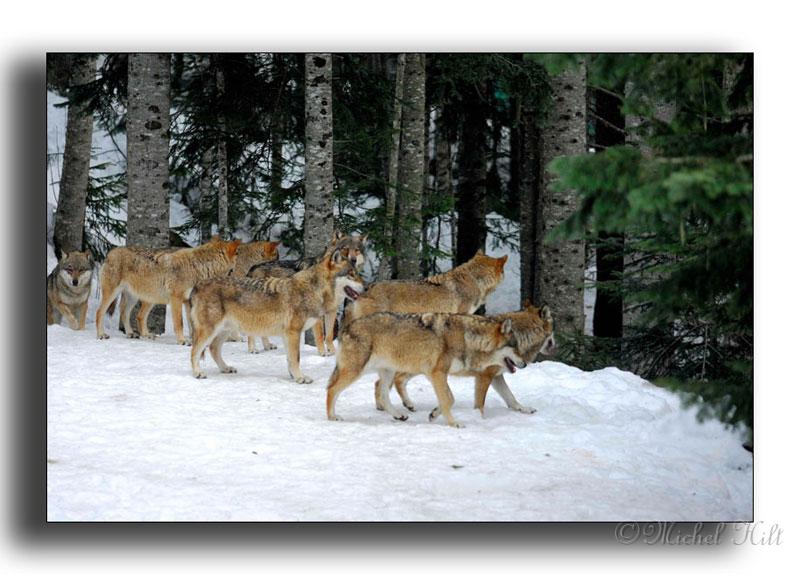 178-MH01254-loup-canis-lupus-parc alfa.jpg